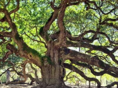 Адский дуб штата Виргиния 22 16c91d8c29cd7cbd60e5a41c8e84eab7 1