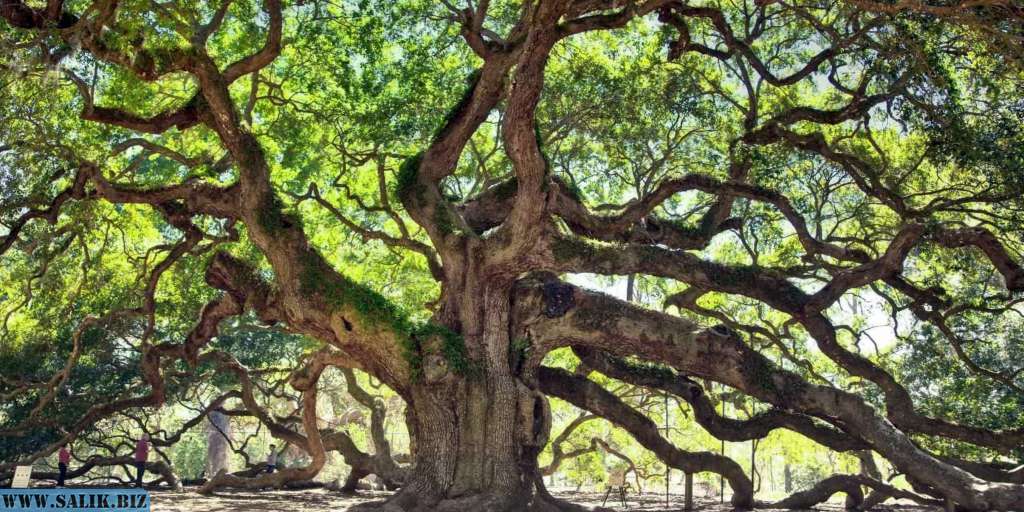 Адский дуб штата Виргиния 18 16c91d8c29cd7cbd60e5a41c8e84eab7 1