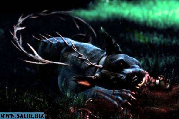 Пугающая встреча с чупакаброй 18 278de2a5691e4be921876cab05d19866 1