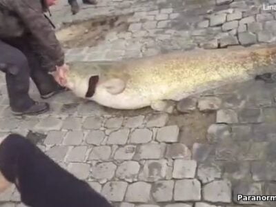 В центре Парижа из реки выловили сома, размером с человека 23 53608379