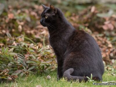 Легенда о призрачном коте - предвестнике несчастий, живущем в подземельях Капитолия США 21 57633143