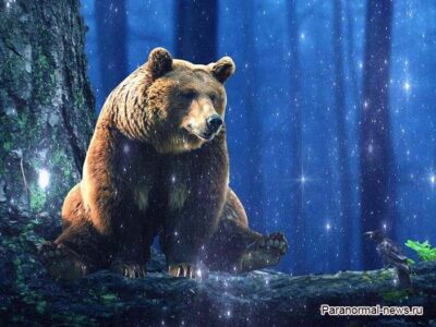 Призрачный медведь Клэпхэмского леса оставляет следы и убивает собак 22 59217042