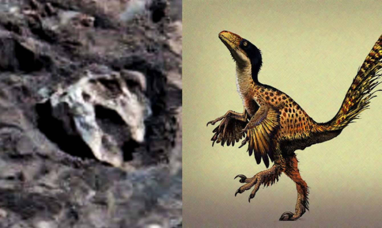 Найденная на Марсе рептилия, шокировавшая общественность, ввела в ступор исследователей 18 6364