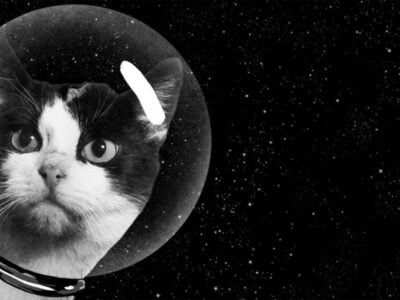 Эксперты уверены, что коты присланы на Землю пришельцами, чтобы контролировать каждый шаг человека, есть и коты-потрошители 22 6388