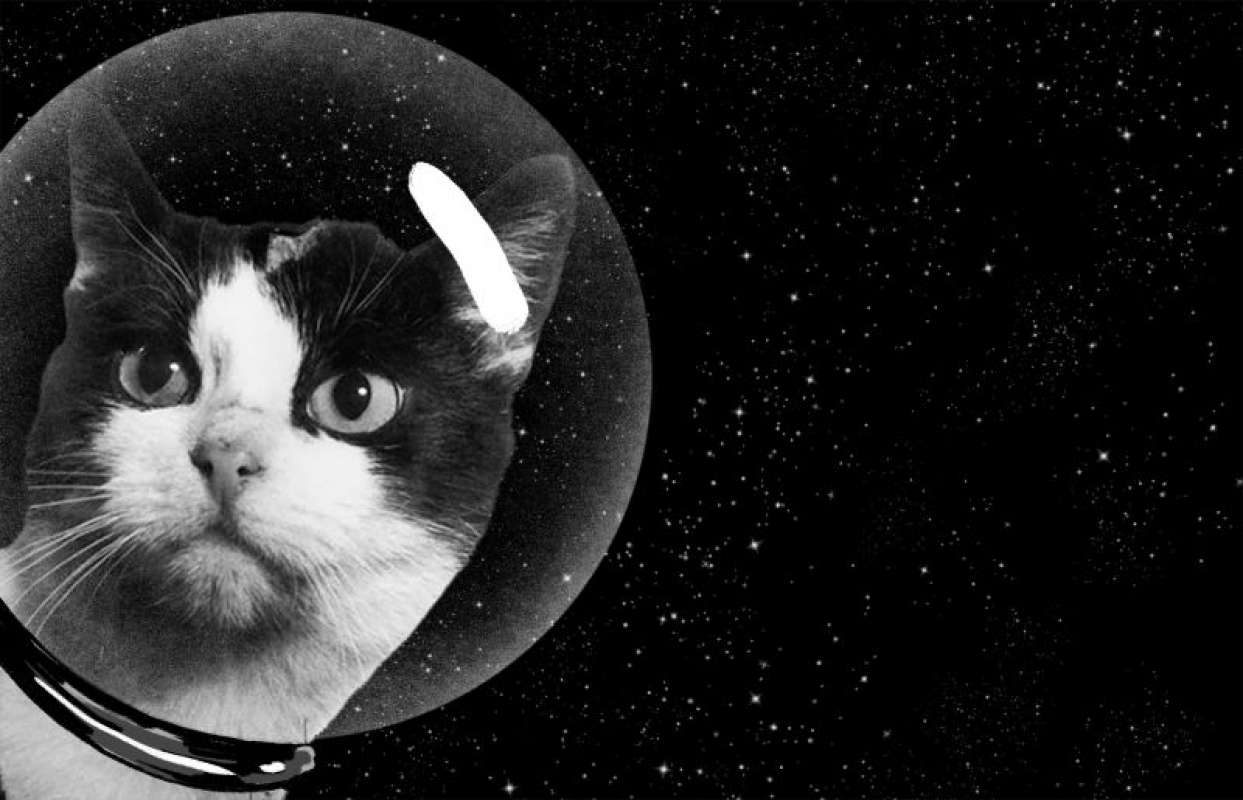 Эксперты уверены, что коты присланы на Землю пришельцами, чтобы контролировать каждый шаг человека, есть и коты-потрошители 18 6388