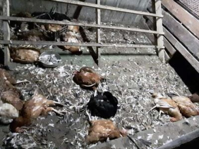 64682f180b5a36f79ed47cc581562eea 1