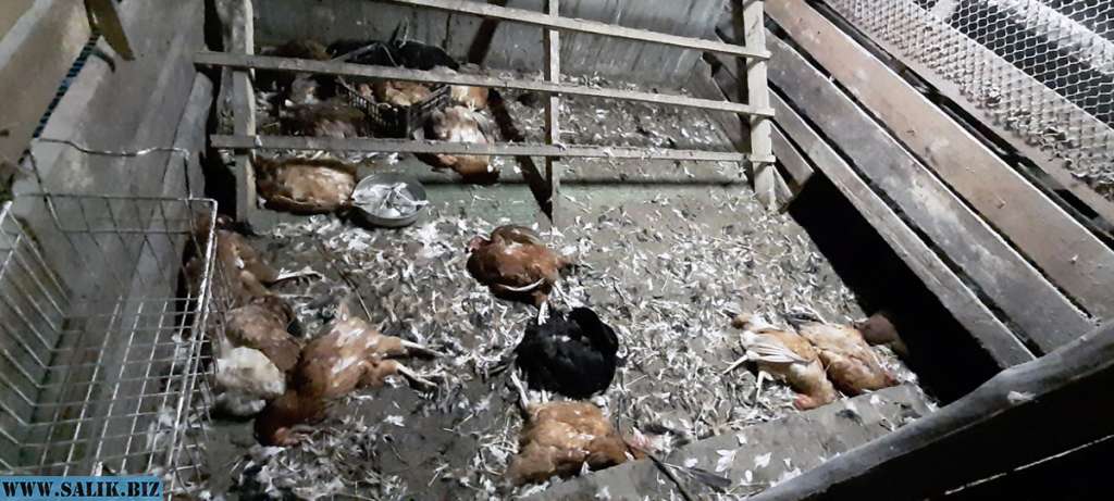 64682f180b5a36f79ed47cc581562eea 1