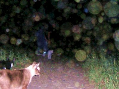 Орбы на фотографиях - что это? 20 7d83b1a6c02239ea03c571e36f1719cc 1