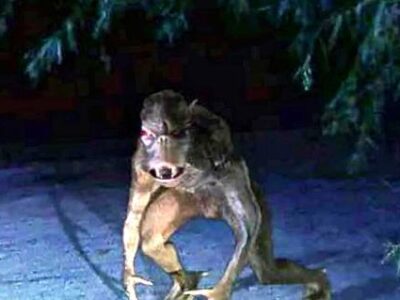 Чупакабра существует - реальные факты нападений 24 83053371