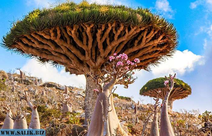 8c7ecdcdd7c52a34f392031b3e863d16 1