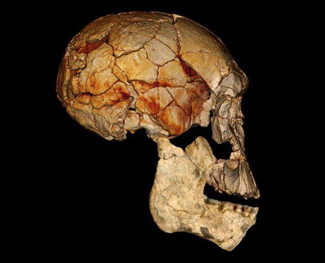 Dokazano sushhestvovanie ploskolitsego predstavitelya roda Homo