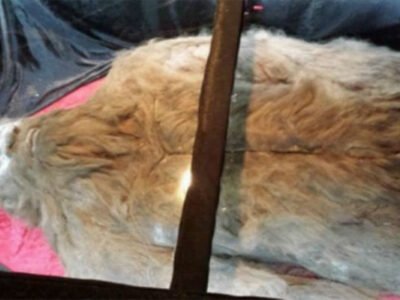 Mertvyj snezhnyj chelovek otpravitsya v mirovoe turne