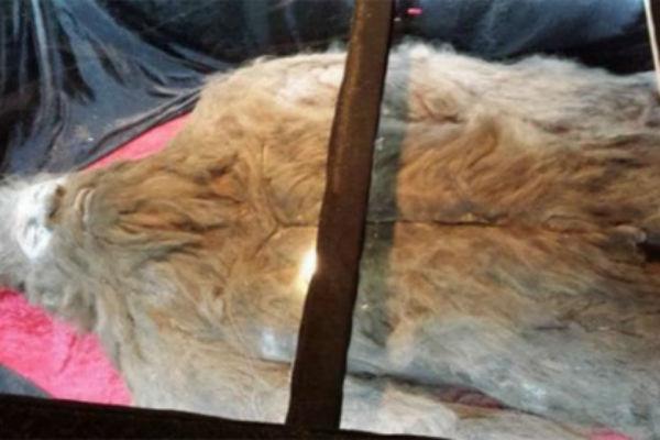 Mertvyj snezhnyj chelovek otpravitsya v mirovoe turne