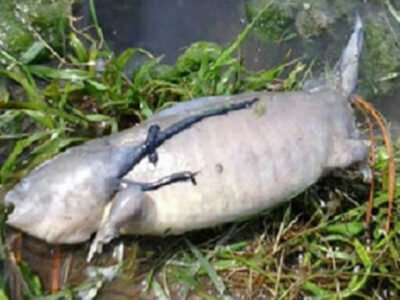 Snimki ryby s lapami porazili internet polzovatelej