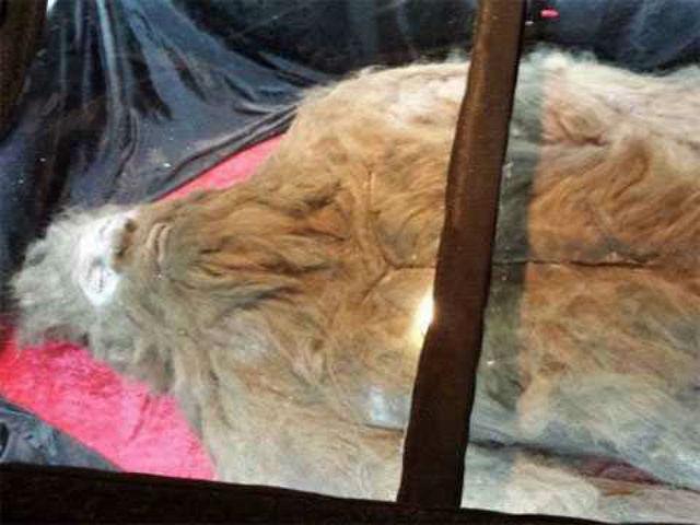 Trup snezhnogo cheloveka otpravilsya v tur po SSHA