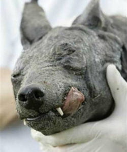 V Kazani vnov obyavilas zagadochnaya chupakabra