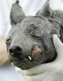 В Казани вновь объявилась загадочная чупакабра 18 V Kazani vnov obyavilas zagadochnaya chupakabra