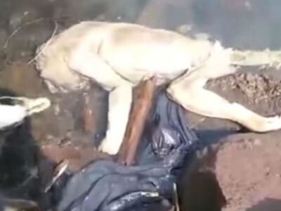 V Paragvae iz rechki vylovili trup chupakabry