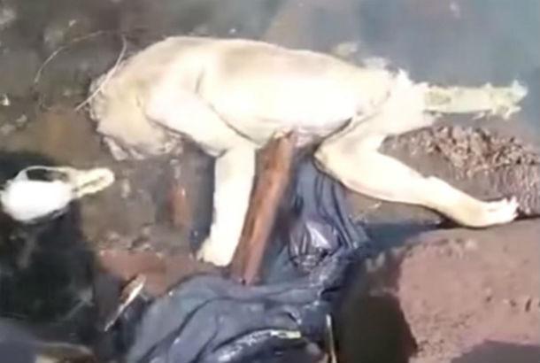 V Paragvae iz rechki vylovili trup chupakabry