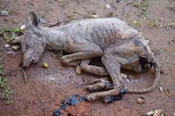 ZHiteli Boguchan uvereny v posyolke oruduet chupakabra