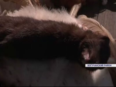 ZHiteli Boguchanskogo rajona pojmali chupakabru.jpeg