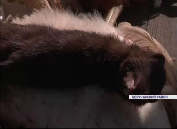 ZHiteli Boguchanskogo rajona pojmali chupakabru.jpeg