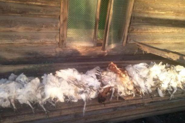 Жители посёлка под Кемеровом пожаловались на чупакабру (фото) 18 ZHiteli posyolka pod Kemerovom pozhalovalis na chupakabru.jpeg