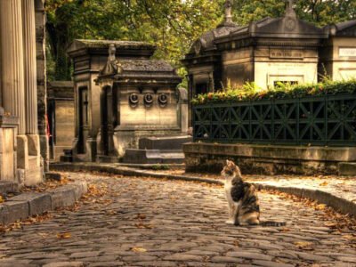 Предсказательница с парижского кладбища 22 demidov 11