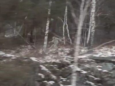 В Хакасии засняли на видео бегущего Йети (ВИДЕО) 21 esrpic 5fe4c4c06d25b1