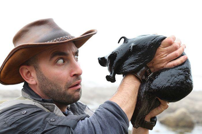 Самый крупный в мире морской слизень 18 esrpic 5ff45b37db3d01