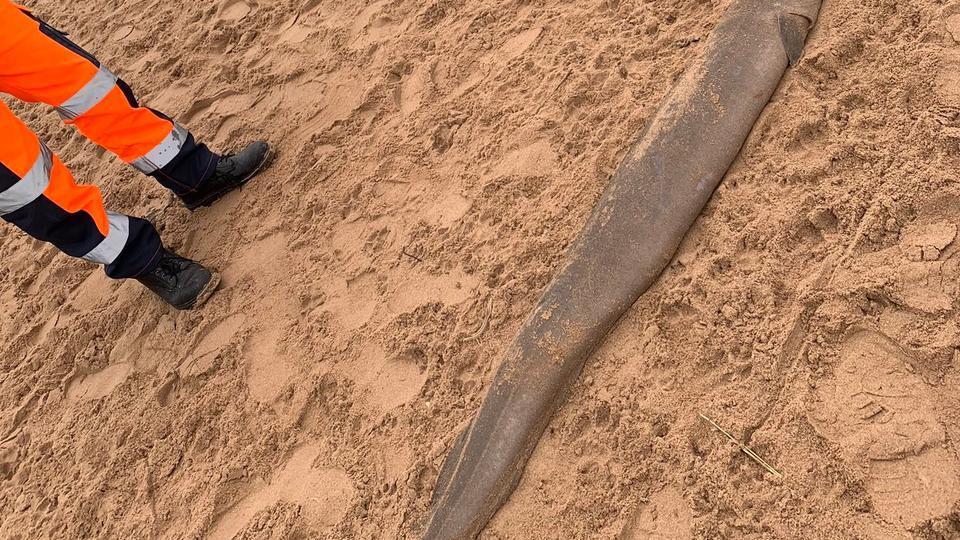 В Великобритании на пляже нашли «рыбу-монстра» 18 esrpic 5ff55df82485d1
