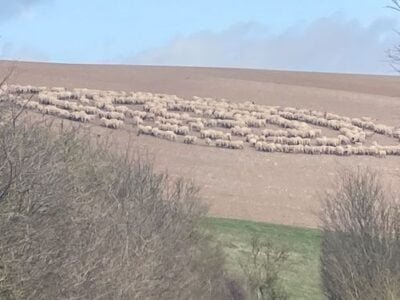 Сотни овец выстроились в ровный круг на поле 20 esrpic 60720188b80831