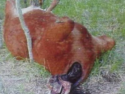 pohishhenie ljudej prishelcami ubijstvo muzhchiny v brazilii v 1994 godu 15f502c