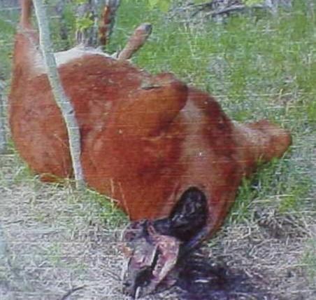 pohishhenie ljudej prishelcami ubijstvo muzhchiny v brazilii v 1994 godu 15f502c