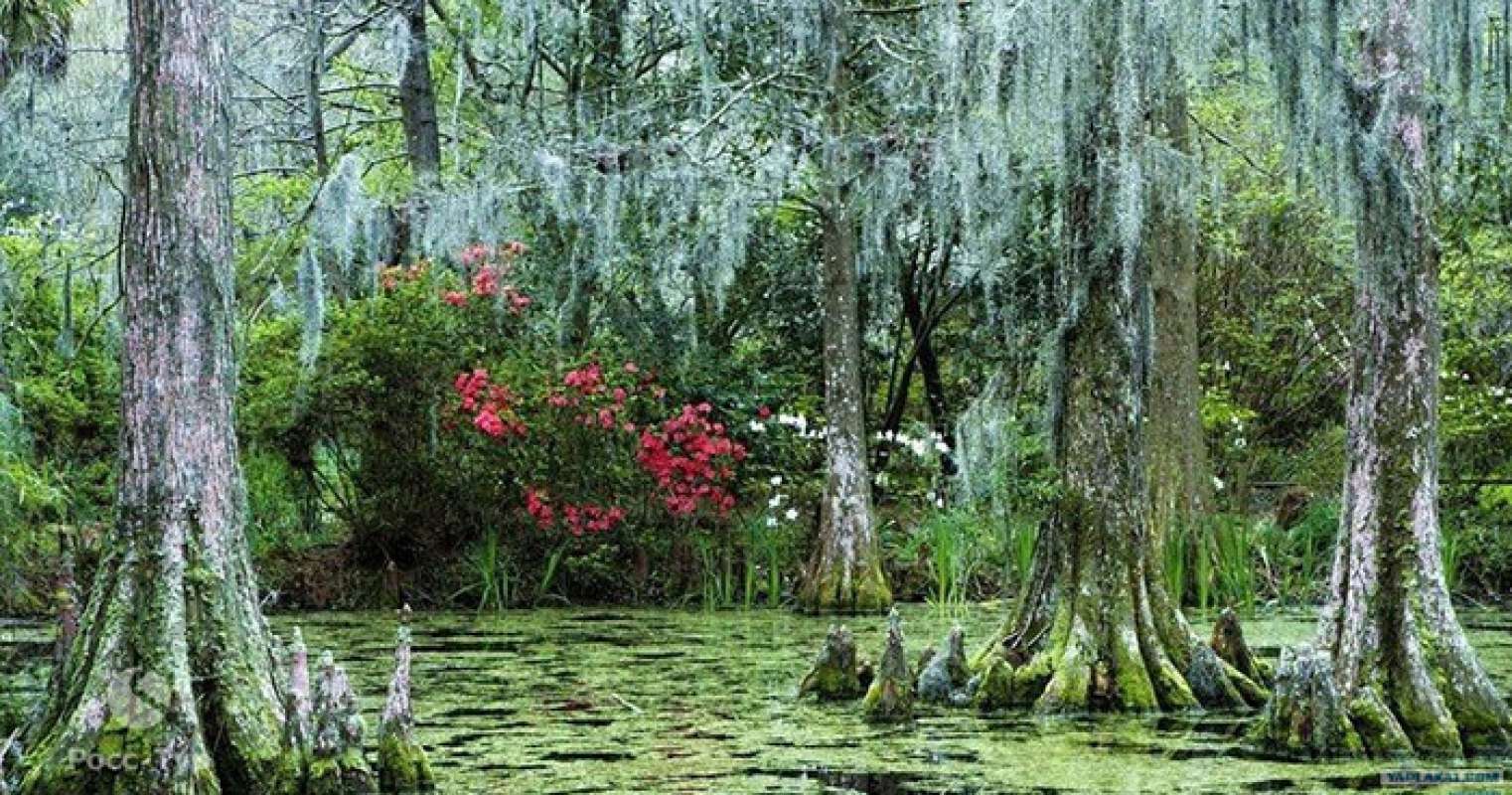 Проклятие комплекса болот Манчак (штат Луизиана, США) 18 888