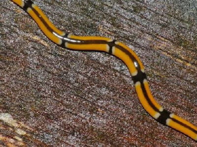 esrpic 5fa6ca493a59a1