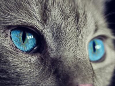 Могут ли кошки видеть призраков? Мнение специалиста по кошкам с ТВ-канала Animal Planet 21 31253782