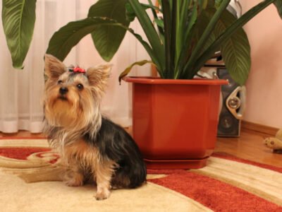 Обладают ли животные даром предвидения 22 Obladayut li zhivotnye darom predvideniya