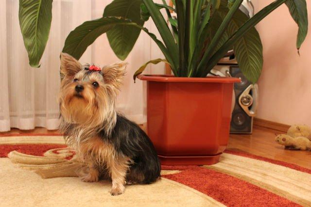 Obladayut li zhivotnye darom predvideniya