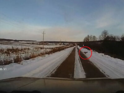 Pod Sterlitamakom voditelyu perebezhala dorogu chupakabra