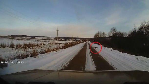 Pod Sterlitamakom voditelyu perebezhala dorogu chupakabra