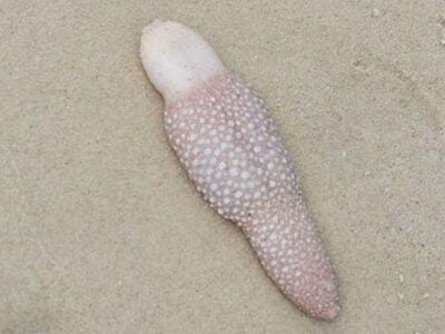 esrpic 5fb12e25c3bf31