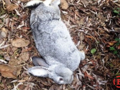 Загадочное существо «чупакабра» снова наведалась на Полтавщину? (фото) 25 CHupakabra snova navedalas na Poltavshhinu