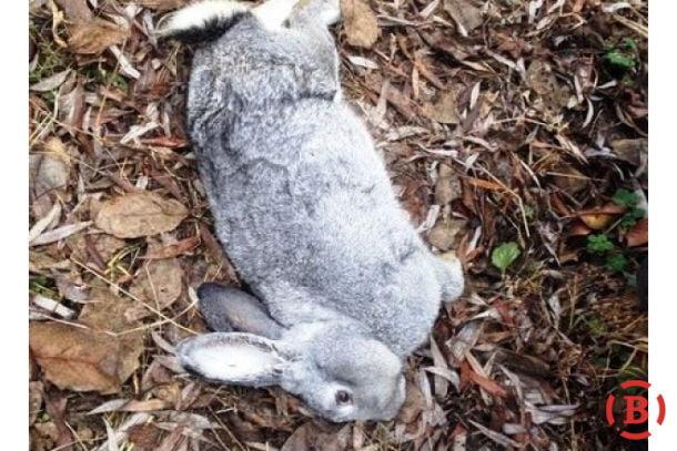 CHupakabra snova navedalas na Poltavshhinu