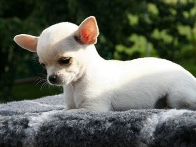 Полтергейст в Шотландии схватил собаку 20 17936754