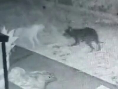 На видео засняли как собака играет с призраком другой собаки 33 34032820