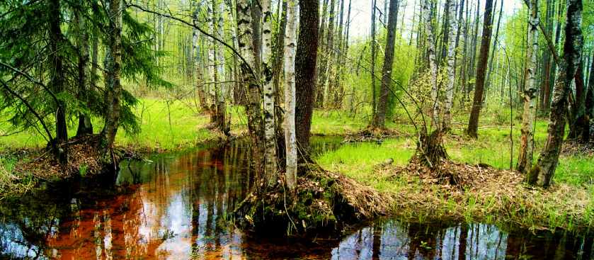 Шатура: В поисках урочища Шушмор 18 99824812
