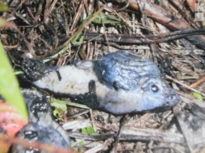 В Брестской области рыбак поймал рыбу-мутант (фото) 21 V Brestskoj oblasti rybak pojmal rybu mutant