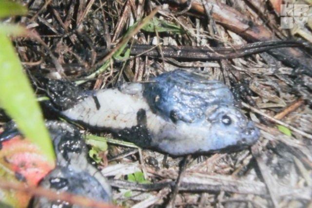 V Brestskoj oblasti rybak pojmal rybu mutant