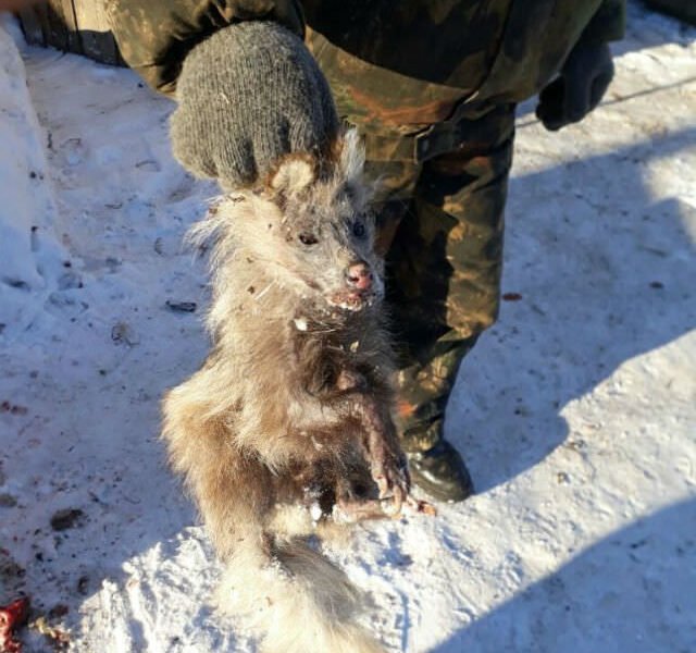 ZHiteli sela Gilchina Tambovskogo rajona pojmali chupakabru